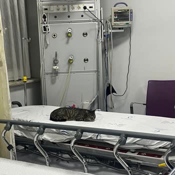 Manisa Celal Bayar Üniversitesi Hastanesinde Kedilerin Yataklarda Yatması Ve Hijyen İhlali