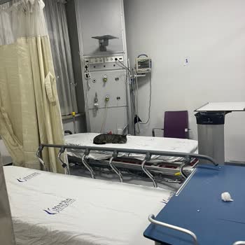 Manisa Celal Bayar Üniversitesi Hastanesinde Kedilerin Yataklarda Yatması Ve Hijyen İhlali