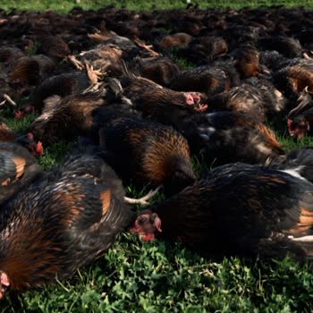 Afyon Yarka Çadır Firmasının Garanti İhlali Ve Çökmesiyle 1000 Tavuk Kaybı