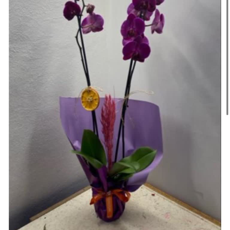 Görseli Yanıltan Orkide Siparişi, İade Talebi