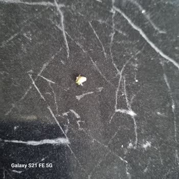 Nescafe 2'si 1 Arada’da Yabancı Madde Bulunması Ve Sağlık Endişesi