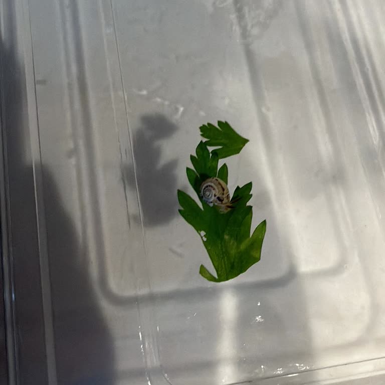 Afya Et & Kebap Yeşilliklerin İçinden Salyangoz Çıktı