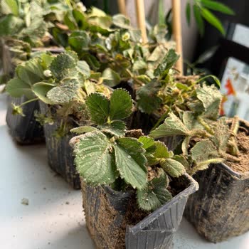 Yanlış Ürün, Kısa Asma Ve Cevapsız Şikayet