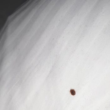 Plus Hotel & Suites Ataşehir Tahta Kurusu Bulunan Oda