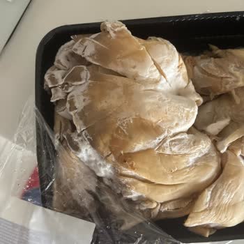 Metro Market’te Küflü İstiridye Mantarı Satın Alındı, İade Talep Edildi