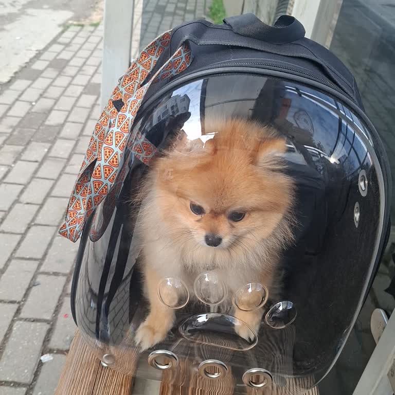 Metro Market’te Kapalı Çantadaki Evcil Hayvan Giriş Reddi