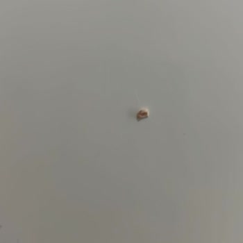 Domino’s Şubesinde Pizza’da Kemik Benzeri Yabancı Madde Keşfedildi, Gıda Güvenliği İhlali