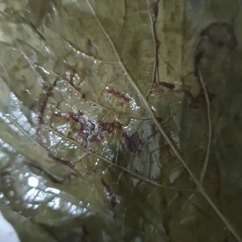 Ege Tarım Birlik Asma Yaprağı Kalitesiz Çıkması