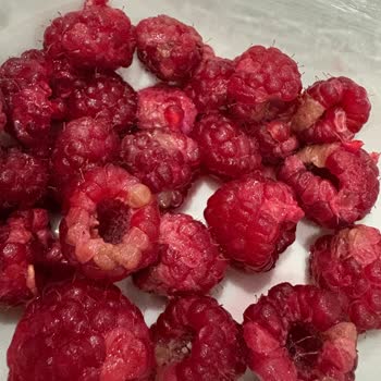 Çürük Ve Ezilmiş Ahududu İçin Tam İade Talebi