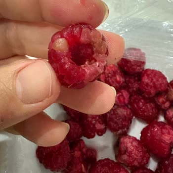 Çürük Ve Ezilmiş Ahududu İçin Tam İade Talebi