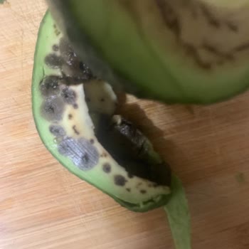 Migros'tan Çürük Avokado Gönderimi Ve Müşteri Memnuniyetsizliği