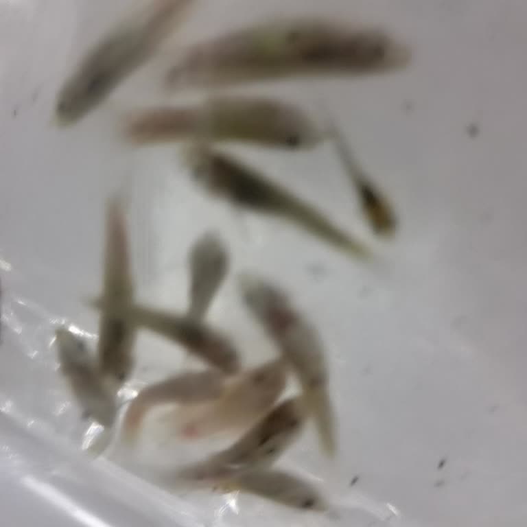 Canlı Balık Siparişimde Çoğu Balık Ölü Geldi