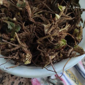 İdefix'ten Gelen Çilek Fidesi Siparişinde 4 Paket Eksik Ve Müşteri Hizmetinden Çözüm Bekleniyor