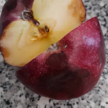 Taze Dükkan'dan Bozuk Elma Teslimatı Ve Cevapsız Şikayet