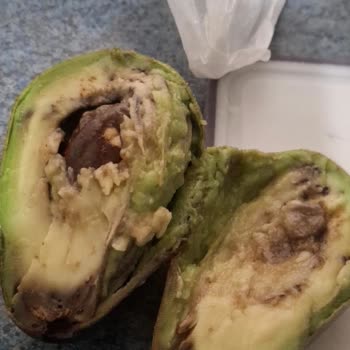 Mantar Görünümlü Avokado Ve Fiş Kaybı Sorunu