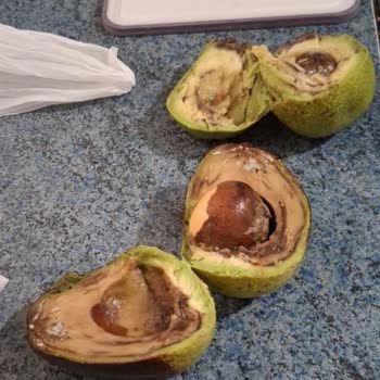 Mantar Görünümlü Avokado Ve Fiş Kaybı Sorunu