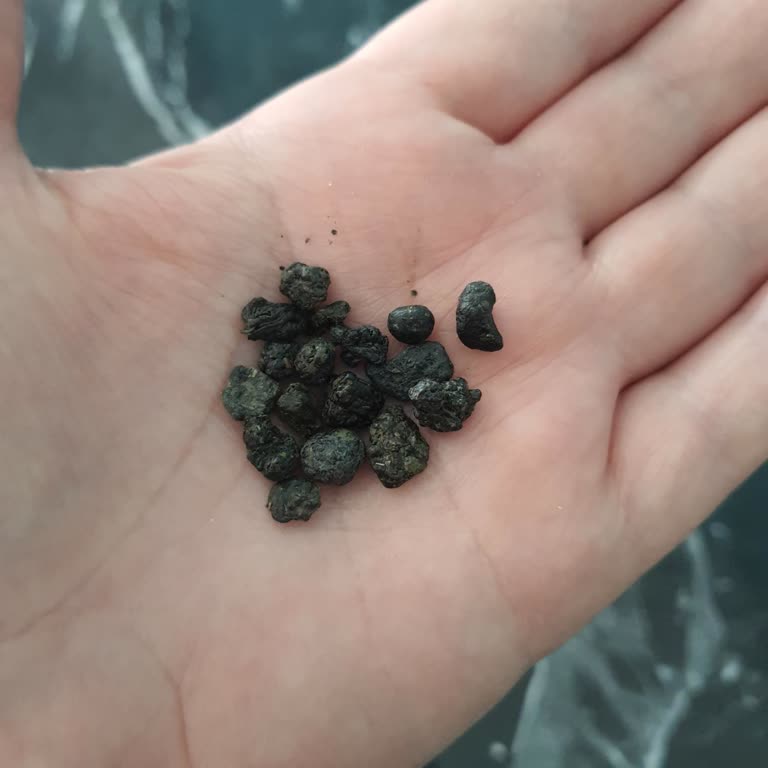 Gözde Kuruyemiş Çayında Taş Çıktı