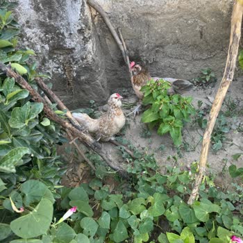 Aydın Kuyucak'ta Sokak Köpekleri Tavuk Çiftliğine Sürekli Zarar Veriyor