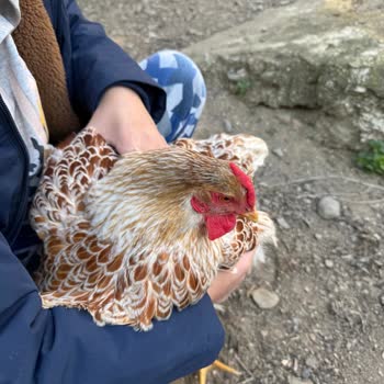 Aydın Kuyucak'ta Sokak Köpekleri Tavuk Çiftliğine Sürekli Zarar Veriyor