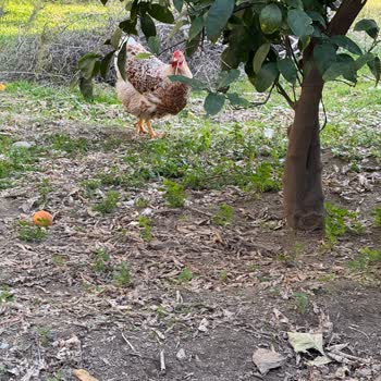 Aydın Kuyucak'ta Sokak Köpekleri Tavuk Çiftliğine Sürekli Zarar Veriyor