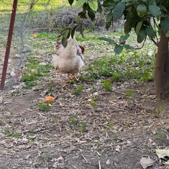 Aydın Kuyucak'ta Sokak Köpekleri Tavuk Çiftliğine Sürekli Zarar Veriyor