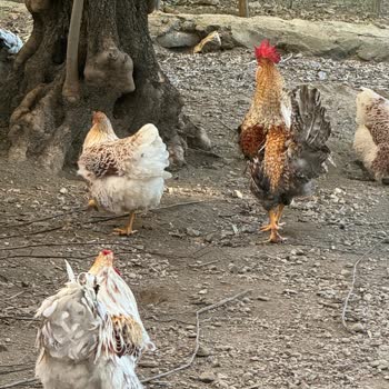 Aydın Kuyucak'ta Sokak Köpekleri Tavuk Çiftliğine Sürekli Zarar Veriyor