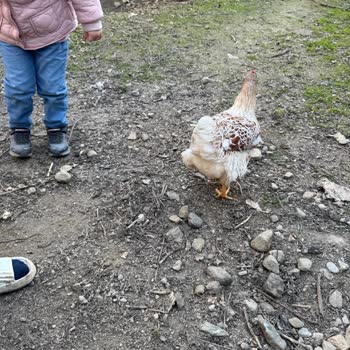 Aydın Kuyucak'ta Sokak Köpekleri Tavuk Çiftliğine Sürekli Zarar Veriyor