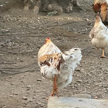 Aydın Kuyucak'ta Sokak Köpekleri Tavuk Çiftliğine Sürekli Zarar Veriyor