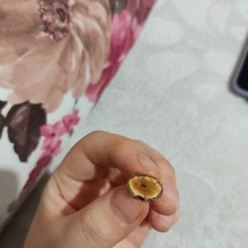 Lias Chocolate Kalitesiz ve Yanık Bademlerle Hazırlanmış Bir Çikolata