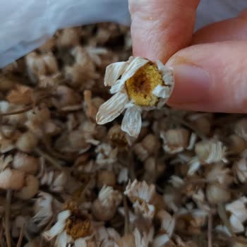 Ödeme Çekildi Ama Sipariş Oluşmadı Ve Geri Ödeme Talebi