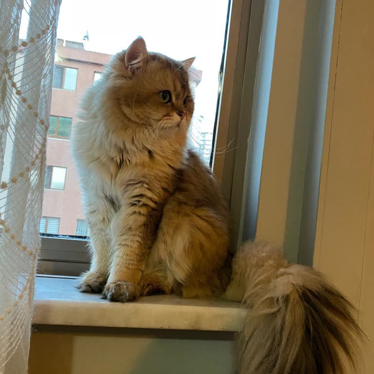 Petvet Hayvan Hastanesi (Maltepe) 7/24 Hizmet İddiasıyla Çelişen Uygulama