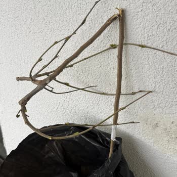 Kırık Dut Fidanı Ve Karmaşık Tutanak Formu İçin Hızlı Çözüm Talebi