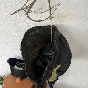 Kırık Dut Fidanı Ve Karmaşık Tutanak Formu İçin Hızlı Çözüm Talebi