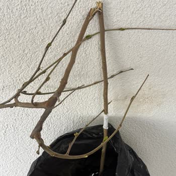 Kırık Dut Fidanı Ve Karmaşık Tutanak Formu İçin Hızlı Çözüm Talebi