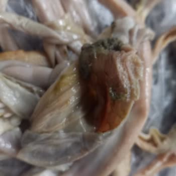 @izmrrkoko35 Kokorecin İçinde Hayvan Pisliklerine Benzer Parçalar Olması