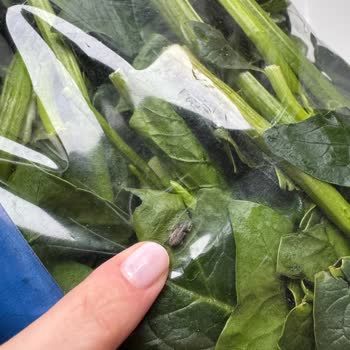 Yıkanmış Euro Fresh Ispanakta Canlı Böcek Çıktı
