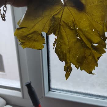 Naturell Salamura Yaprakları Görsellerle Uyuşmuyor, Satıcı Cevap Vermiyor