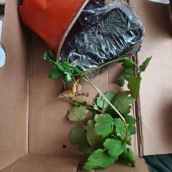 Kırık Ve Sararmış Kırlangıç Otu Teslimatı, Satıcıdan Yanıtsızlık Ve Yeniden Gönderim Talebi