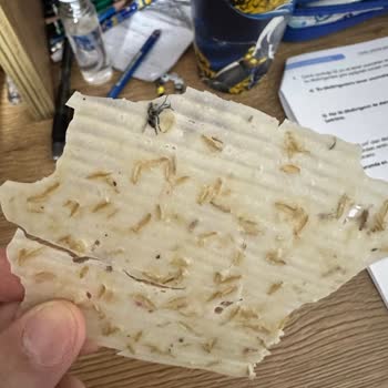 Haşiroğlu Tarhana Cipsinde Ölmüş Sinek Ve Hijyen Şikayeti