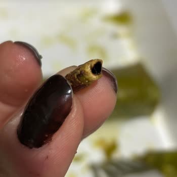 Paket Tatlıda Tahta Parçası Bulunması Sağlık Güvenliğini Tehlikeye Attı