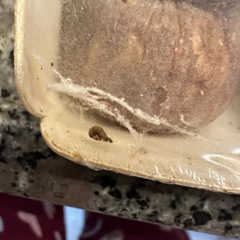 Migros İncirlerinde Kurt Görüldü: Gıda Güvenliği Endişesi