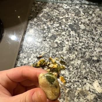 Balık Dünyası Temizlenmemiş Midye İçi, Hijyen Riski Ve Zaman Kayıpları