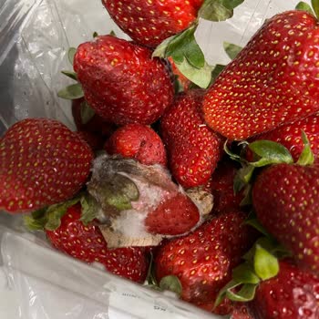 Küflenmiş Çilek Satışı İçin İade Talebi Ve Hijyen Kontrolü İsteği