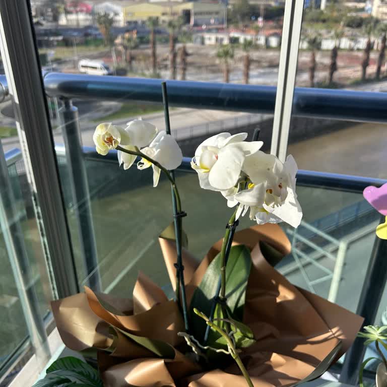 Görseldeki Orkideyle Uyuşmayan Ürün, Cevapsız İletişim Ve İade Talebi