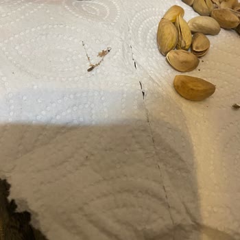 Migros’ta Bozulmuş Antep Fıstığı Satışı Ve Gıda Güvenliği İhmalı