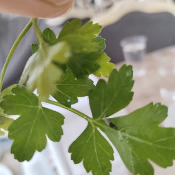 Hattuşa Termal'de Hijyenik Olmayan Yemek Servisi Ve Ücret İadesi Talebi