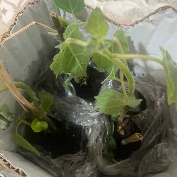 İlan Edilen Boyutta Pavlonya Fidanı Gönderilmedi Ve İade Talebi