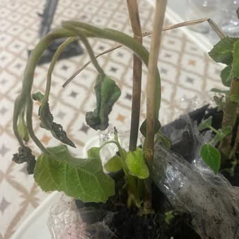 İlan Edilen Boyutta Pavlonya Fidanı Gönderilmedi Ve İade Talebi