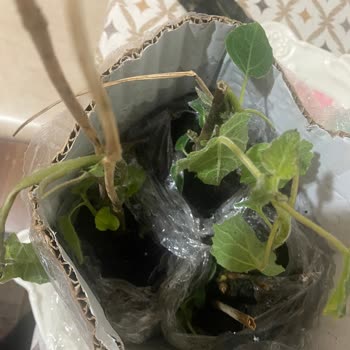 İlan Edilen Boyutta Pavlonya Fidanı Gönderilmedi Ve İade Talebi