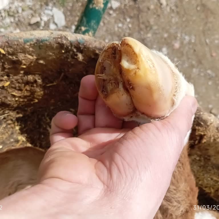 Erzincan Otlukbeli İlçe Tarım Müdürlüğü'ne Bağlı Veterinerlerin Mağduriyeti